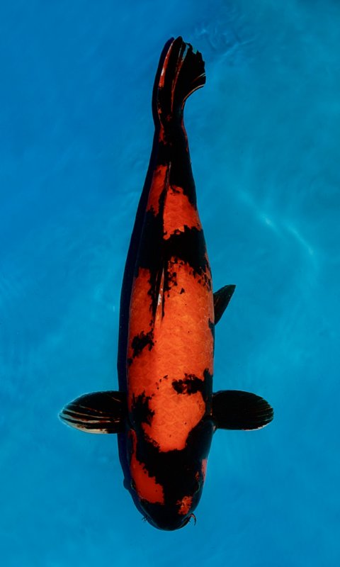 Prächtiger Hi Utsuri Koi Fisch kaufen - Aquaristik, Koi und Teich